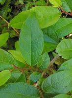 Image result for Ficus exasperata