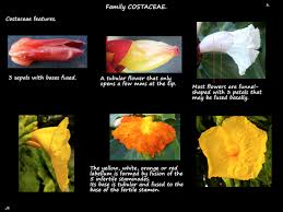 Image result for Costaceae