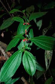 Image result for Melastomataceae