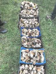 Le Bonhomme Cueillis Par Les Gendarmes Avec 120 Litres De Cepes Cepes Cueillette Champignon Gendarme
