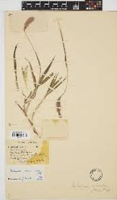 Image result for Lintonia nutans