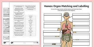 Make sense as a criterion in our setting, especially with very few labeled points, since. Free Organ Labelling Activity Full Human Body Chart Download