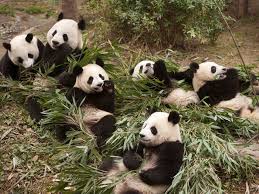 Free panda pet in free fire 3. The Panda Gene Pool Little Cuddly Pandas Being Trained To Be Released Into The Wild The Economic Times