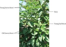 Image result for Vernonia amygdalina
