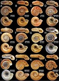 Image result for Pearsonia