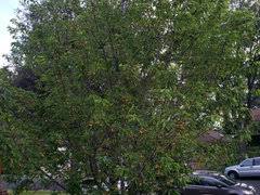 To make a long story short, there were about five cherries which the birds got. Minnie Royal Royal Lee Cherries In Socal Worth The Effort