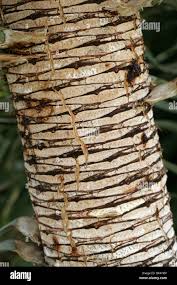 Image result for Dracaenaceae