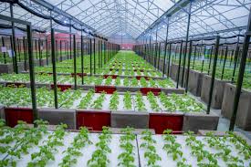 Rwanda To Satisfy Local Market Demand for Maize, Irish Potatoes and Beans  Before 2029 – KT PRESS