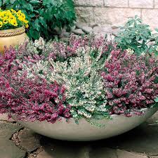 Maybe you would like to learn more about one of these? Buy 5 Winter Flowering Heathers J Parker Dutch Bulbs
