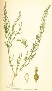 Image result for Thesium megalocarpum