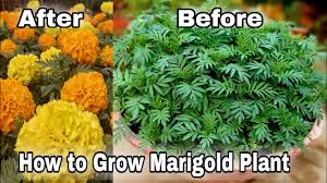 How to grow marigold from seeds in india. How To Grow Marigold From Seeds With Update Grow Marigold From Marigold Flowers Youtube