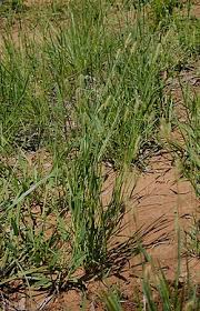 Image result for Setaria pseudaristata