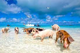 Bahamas tours and things to do: Grand Bahamas Tropical Island Ferry Tagesausflug Von Miami Aus 2021 Fort Lauderdale Tiefpreisgarantie