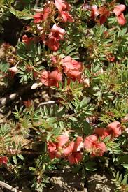 Image result for Indigofera hedyantha