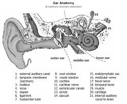 Each bone is named in latin for its shape: Ear Anatomy Veda