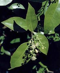 Image result for Scolopia