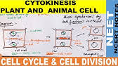 Maybe you would like to learn more about one of these? Cytokinesis In Plant Cell Youtube