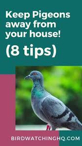 Stop barn swallows from nesting on your house. 8 Ways To Get Rid Of Pigeons From Your House Feeders Bird Watching Hq Video Video Get Rid Of Pigeons Pigeon Bird Feeders