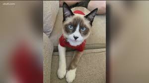 Clairemont Neighbor Refuses To Return Missing Cat Cbs8 Com