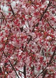 We did not find results for: Plant Identification Closed Pink Flowering Tree 2 By Hellomissmary