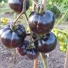For many homeowners, the actual garden could be the reflection of their personality and creativity. Solanum Lycopersicum Black Russian Tomato Black Russian In Gardentags Plant Encyclopedia