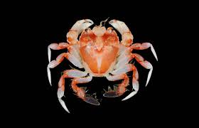 Image result for Cribbia brachyceras