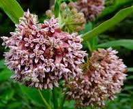 Image result for Asclepias adscendens