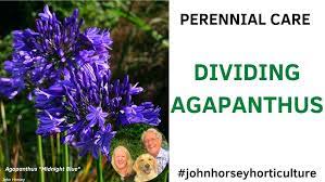 How To Divide Agapanthus Plants Dividing Agapanthus Indigo Dreams Youtube