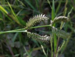 Image result for Tristachya