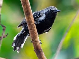 Image result for Wiesneria schweinfurthii