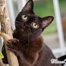 Burmese Rescue Group - Home | Facebook