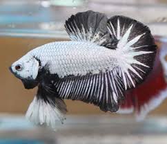 Platinum Black Dragon Hmpk Male 1 Black Dragon Betta Fish Betta
