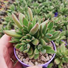 Image result for Crassula alsinoides