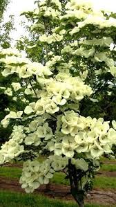2 gallon bagged root ball | $71usually ships in 2 weeks, weather allowing. Dogwood Venus Garden Trees Dogwood Trees Dogwood