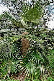Image result for Coccothrinax