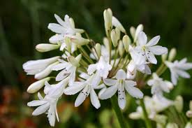 Image result for Agapanthus campanulatus
