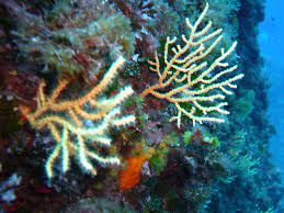 For more information and source, see on this link : Coral Wiktionary