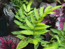 Image result for Coniogramme africana