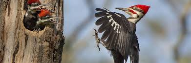 common bird species in massachusetts