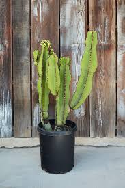 Image result for Euphorbia zambesiana