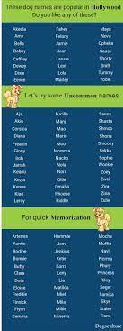 Names with their meanings are considered more valuable than a name that holds nothing. 100 Unique Female Dog Names Unique Female Dog Names Dog Names Female Dog Names