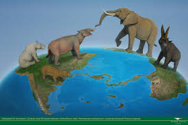 Image result for Odontosoria africana