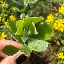 Image result for Chrysanthemoides monilifera