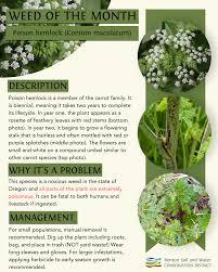 Image result for Conium