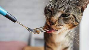 Food Intolerance In Cats Symptoms Causes Treatments Food Intolerance In Cats Is A Condition Where The Cat Experiences An Ad Food Intolerance Cats Cat Facts