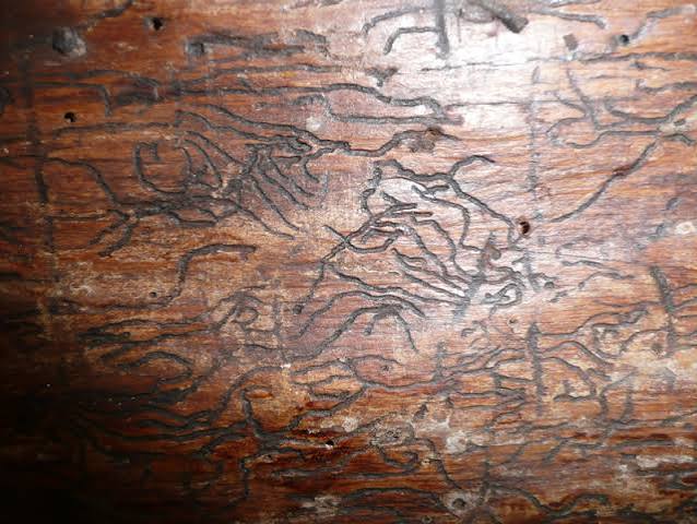 Woodworm and other boring insects in older properties – What to look for!