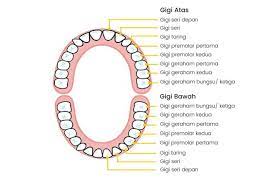 Unit 1 | menggunakan dan mengendalikan peralatan, bahan sains dan spesimen. Mengenal Anatomi Gigi Jenis Jenis Gigi Dan Fungsi Tiap Bagiannya