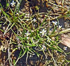Image result for Subularia monticola