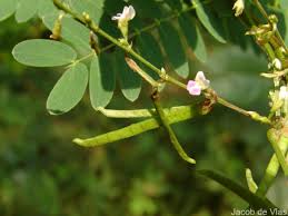 Image result for Teramnus labialis