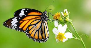 Evite La Extincion De Las Mariposas Participando En Un Censo Mundial Con Su Celular
